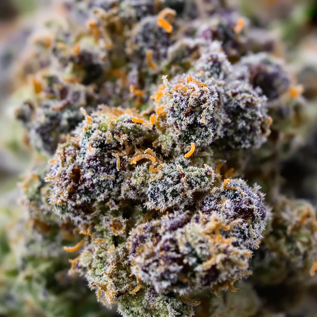 Cookie Monster Cannabispflanze in der Blütephase — 90-130 cm feminisiert
