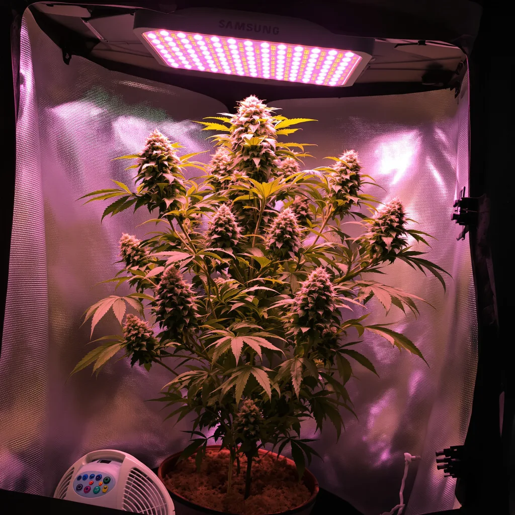 Couch Lock Mixpack 49% Indica / 51% Sativa — Blüte mit sichtbaren Trichomen
