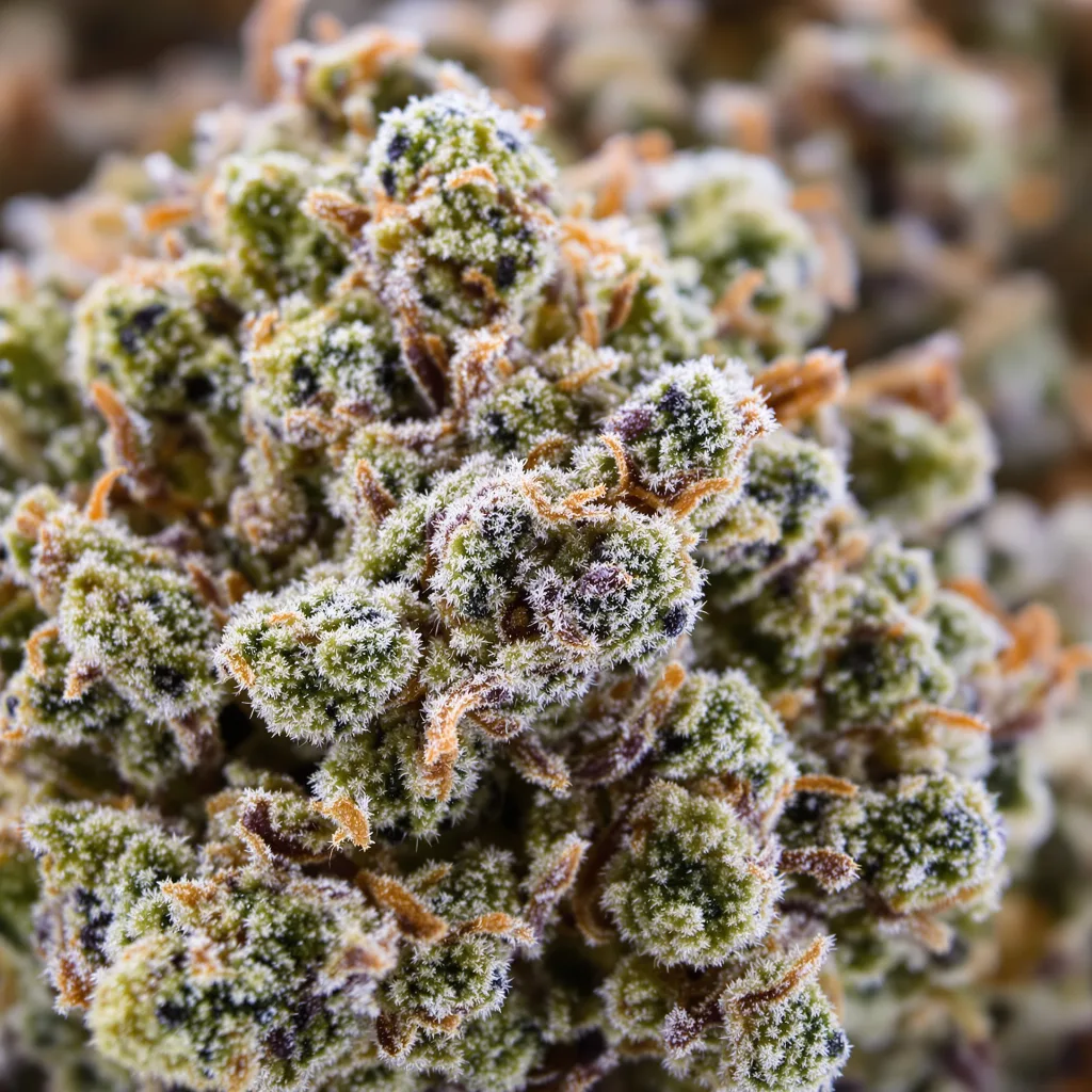 Couch Lock Mixpack Cannabispflanze in der Blütephase — 120-180 cm feminisiert