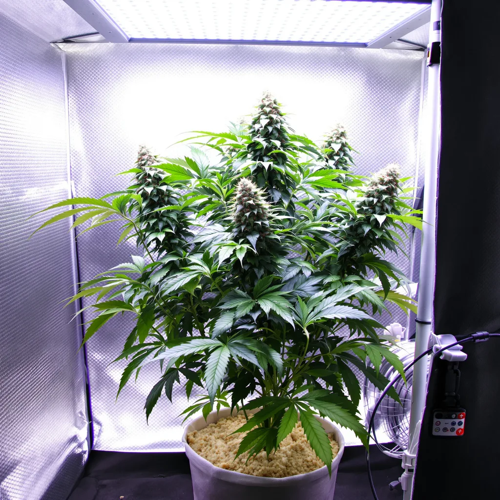 Critical Bilbo 72% Indica / 28% Sativa — Blüte mit sichtbaren Trichomen