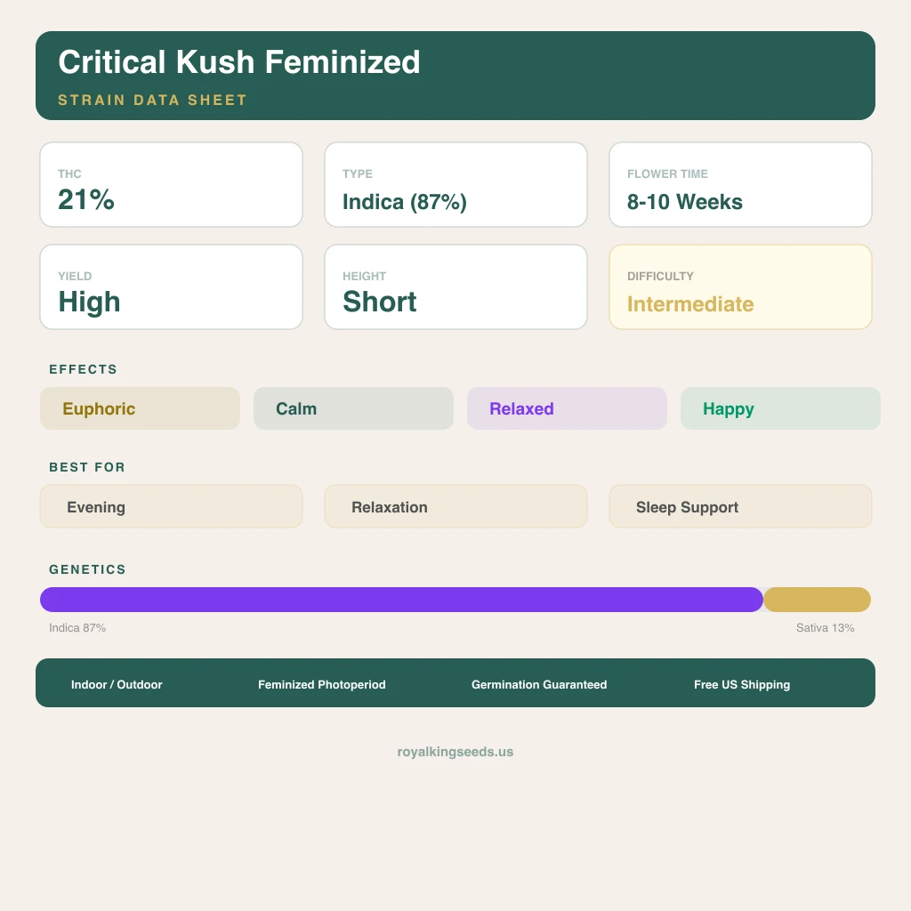 Critical Kush 87% Indica / 13% Sativa — Blüte mit sichtbaren Trichomen