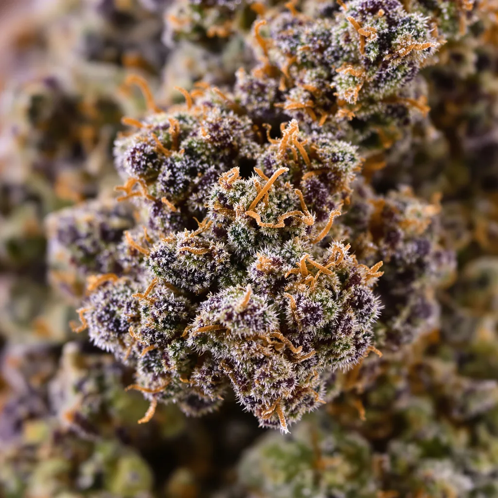 Critical Kush Cannabispflanze in der Blütephase — 60-100 cm automatisch blühend
