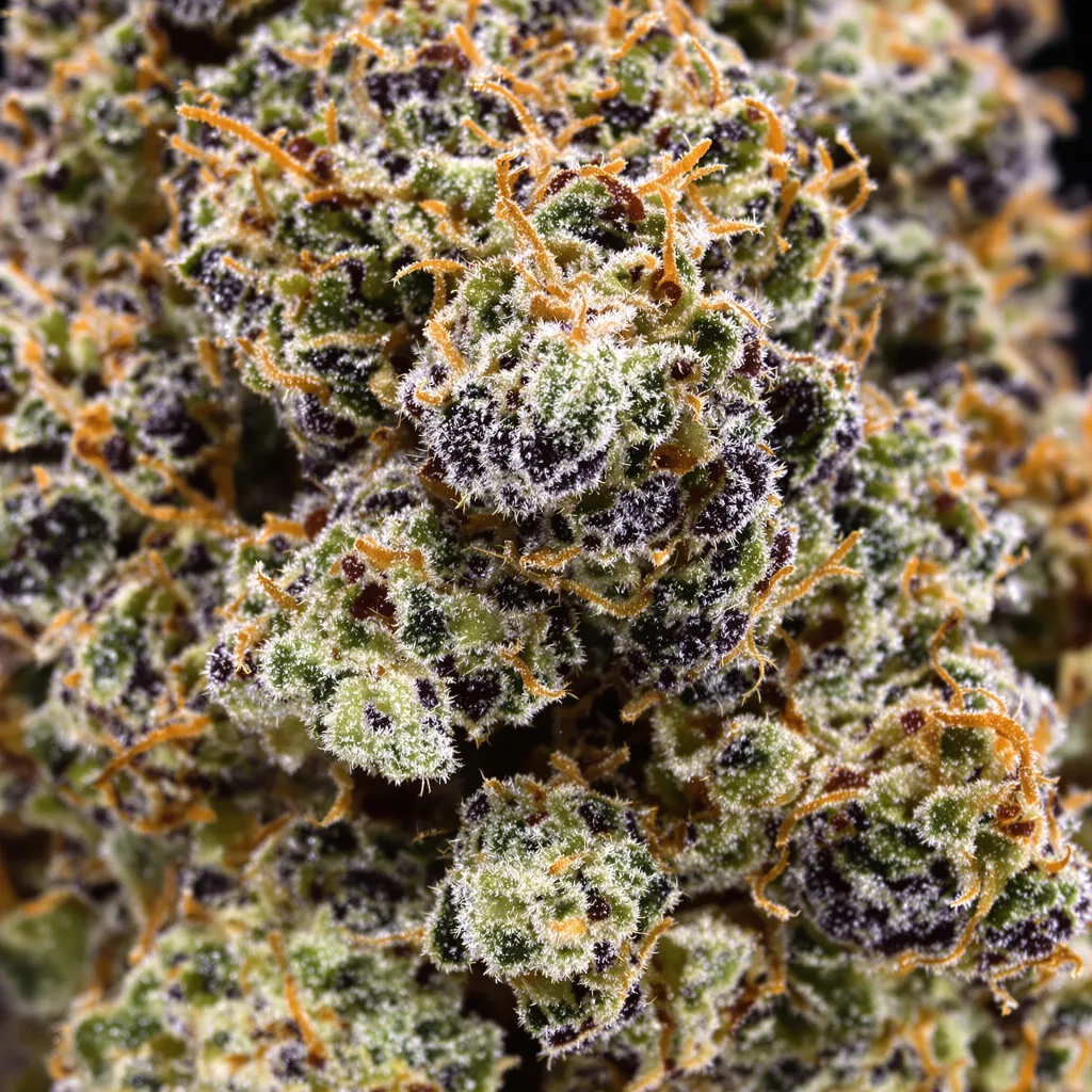 Critical Sensi Star Cannabispflanze in der Blütephase — 90-130 cm feminisiert