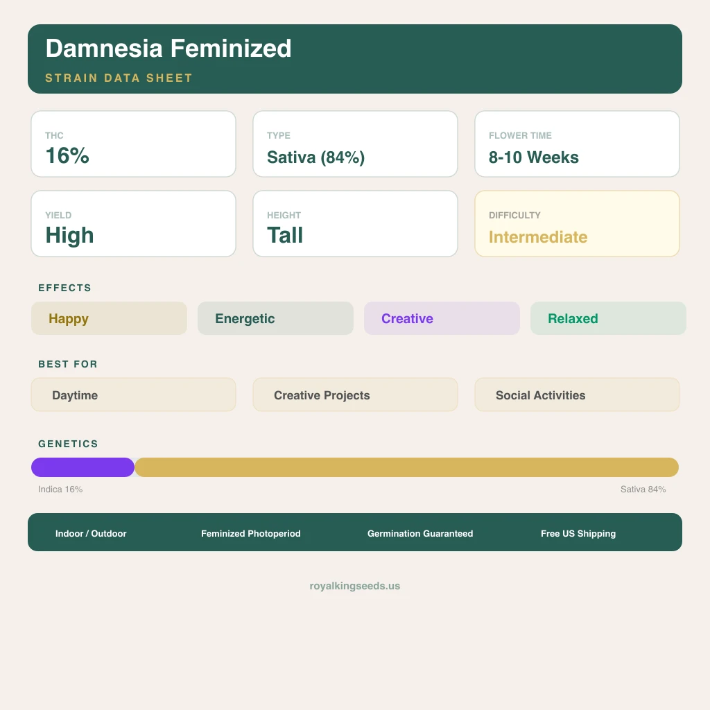 Damnesia 16% Indica / 84% Sativa — Blüte mit sichtbaren Trichomen