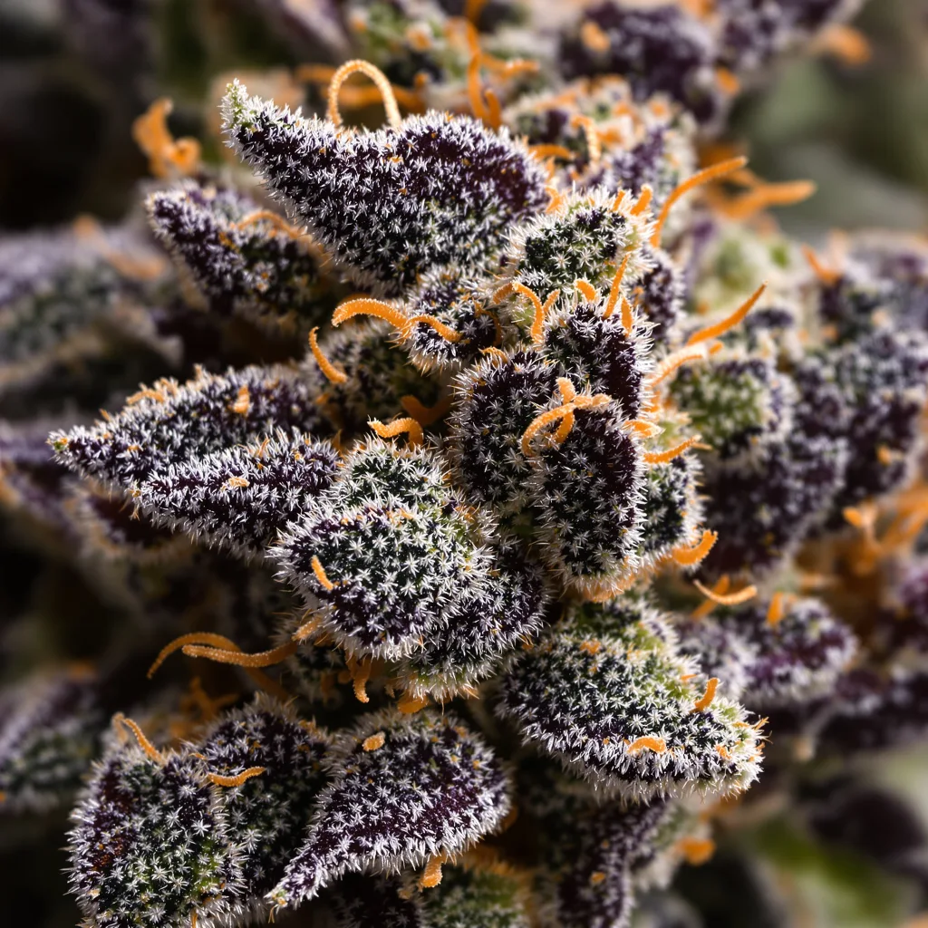 Dark Star Cannabispflanze in der Blütephase — 90-130 cm feminisiert