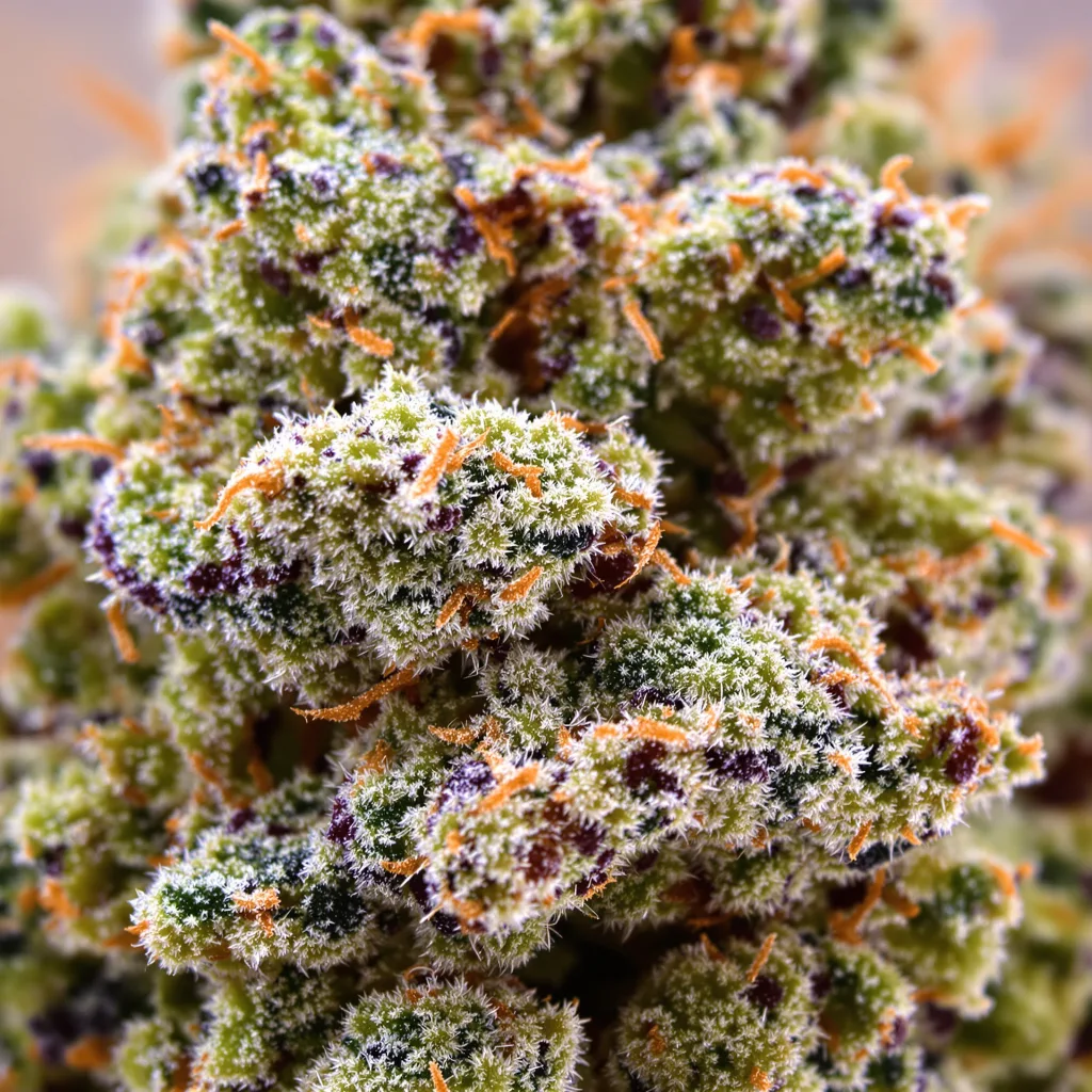 Deadhead OG Cannabispflanze in der Blütephase — 120-180 cm feminisiert