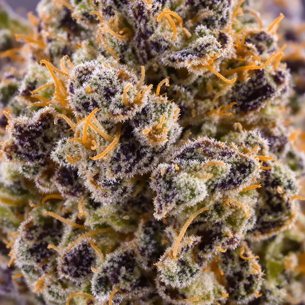 Death Bubba Cannabispflanze in der Blütephase — 90-130 cm feminisiert
