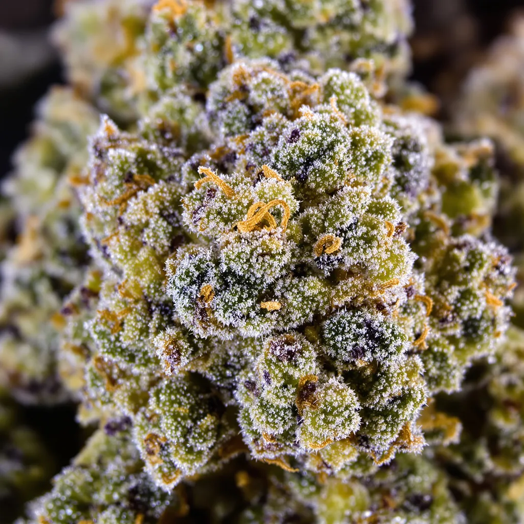 Diamond OG Cannabispflanze in der Blütephase — 60-100 cm automatisch blühend