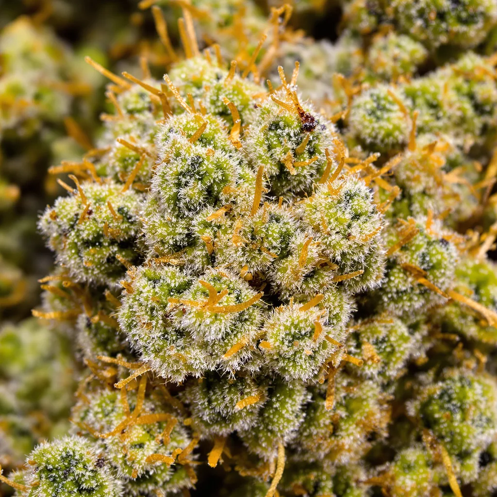 Dizzy OG Cannabispflanze in der Blütephase — 60-100 cm automatisch blühend