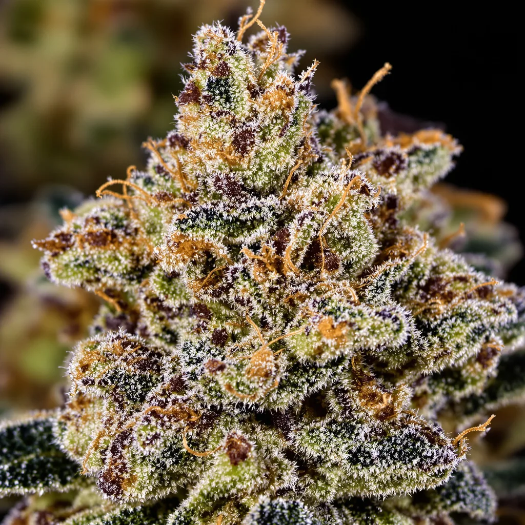 Double Tangie Banana Cannabispflanze in der Blütephase — 90-130 cm feminisiert