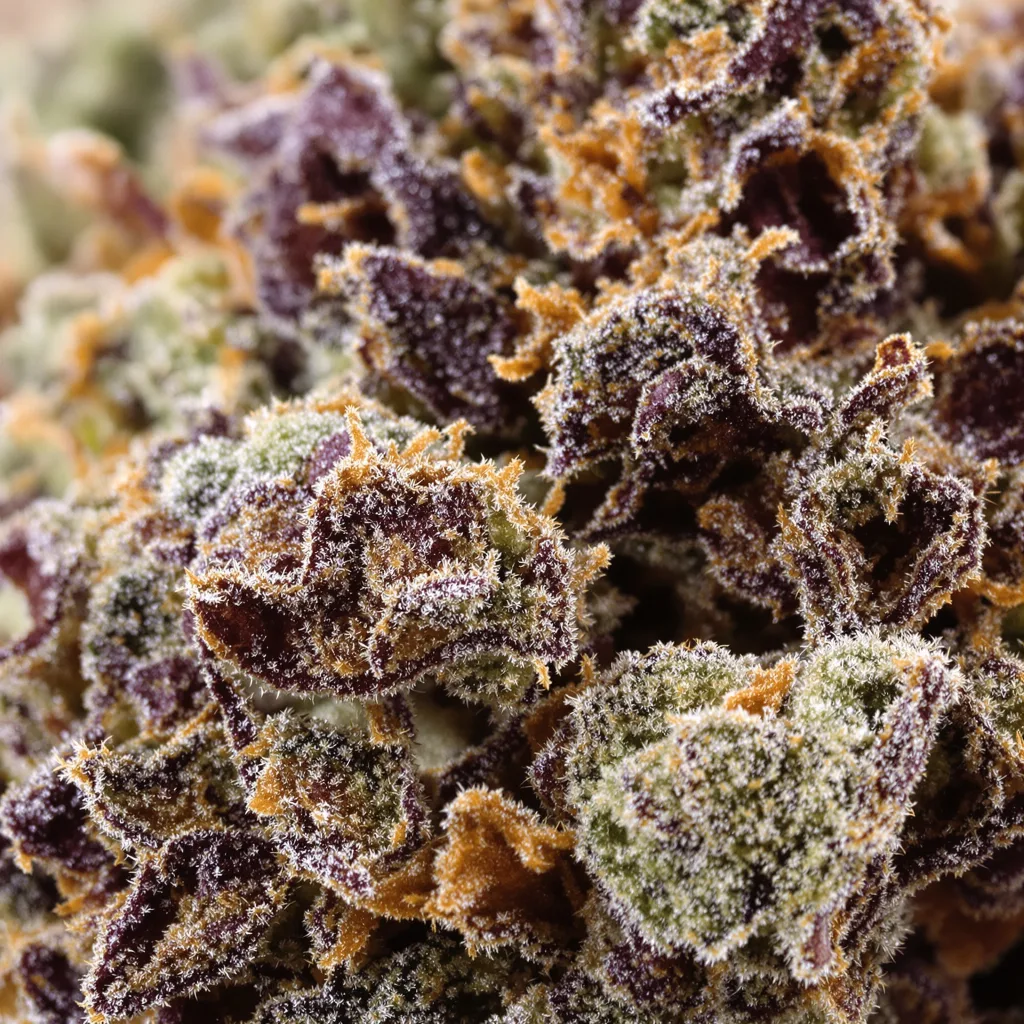 Dream Police Cannabispflanze in der Blütephase — 90-130 cm feminisiert