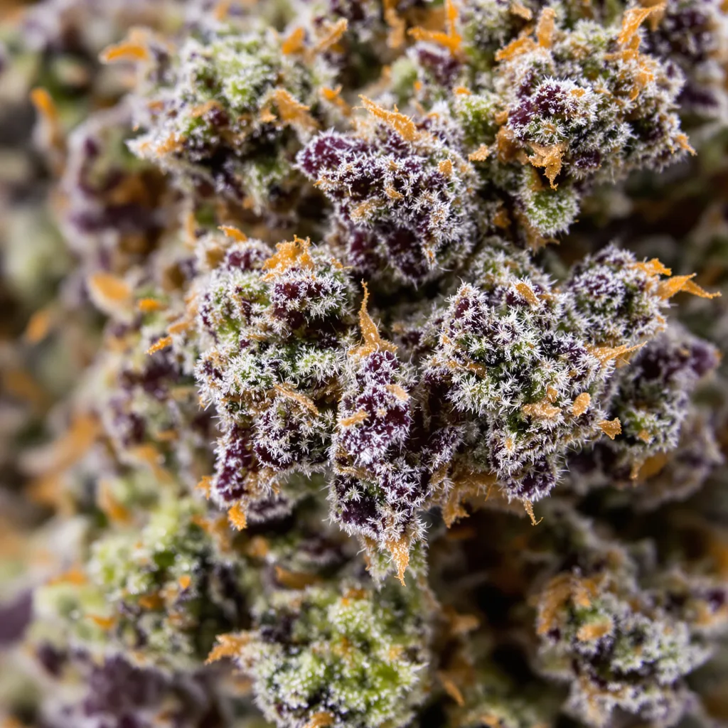 Ecto Cooler Cannabispflanze in der Blütephase — 90-130 cm feminisiert