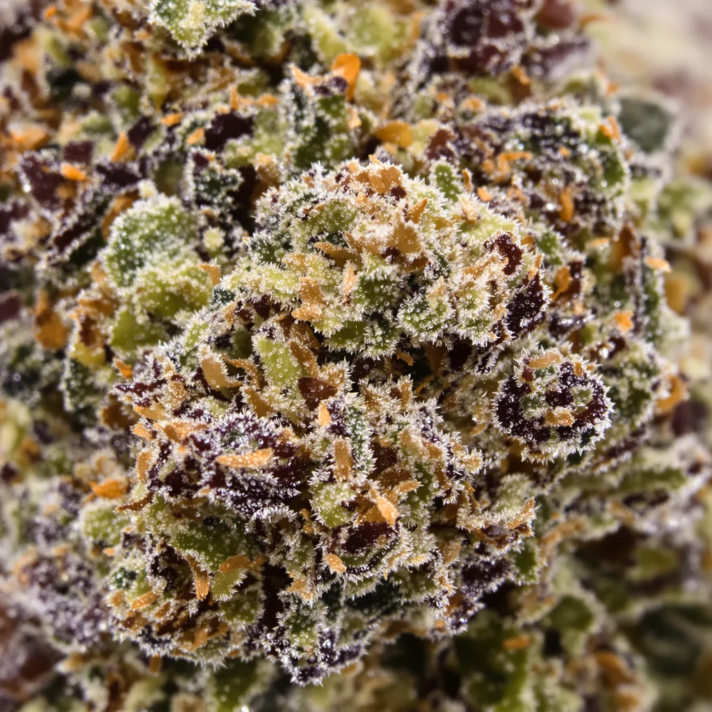El Perro Cannabispflanze in der Blütephase — 90-130 cm feminisiert
