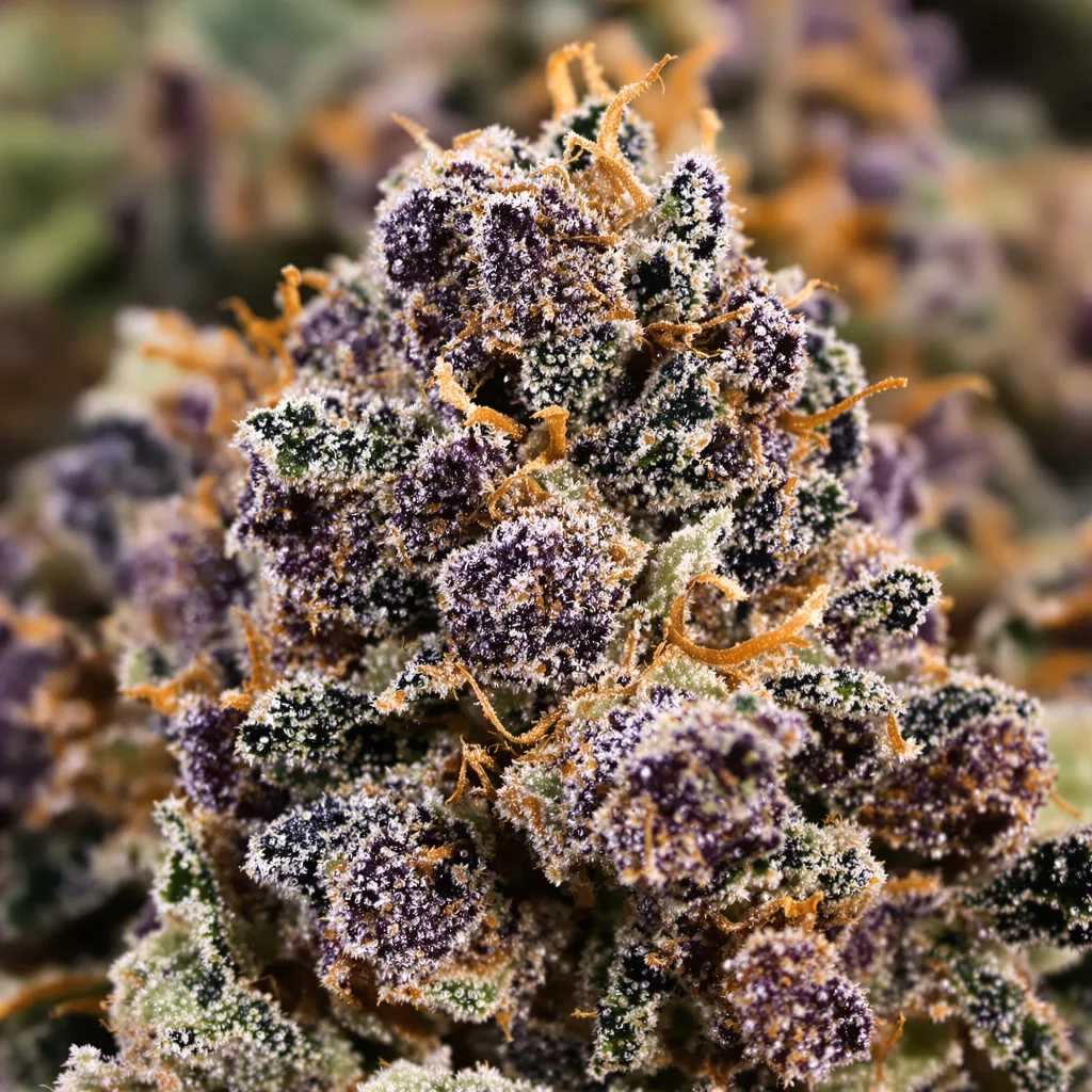 Extreme OG Cannabispflanze in der Blütephase — 90-130 cm feminisiert