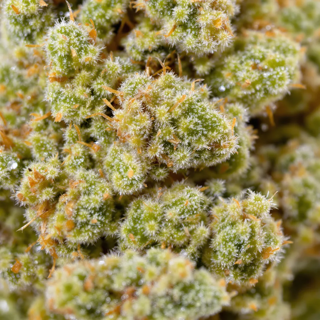 Fat Nelson Cannabispflanze in der Blütephase — 150-200 cm feminisiert