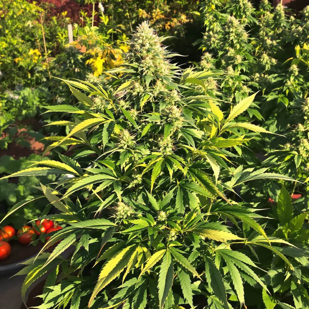 Fire OG 86% Indica / 14% Sativa — Blüte mit sichtbaren Trichomen