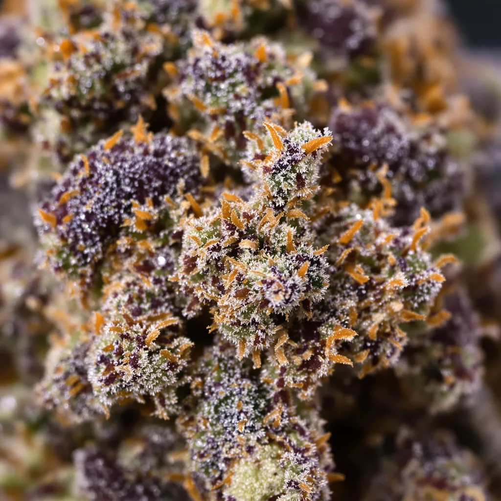 Flo OG Cannabispflanze in der Blütephase — 90-130 cm feminisiert
