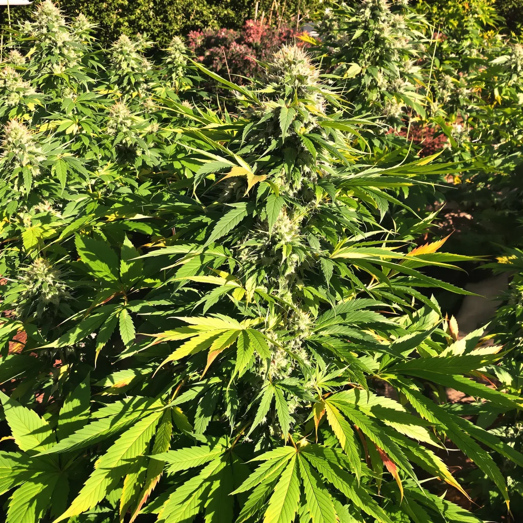 Flowerbomb Kush 67% Indica / 33% Sativa — Blüte mit sichtbaren Trichomen