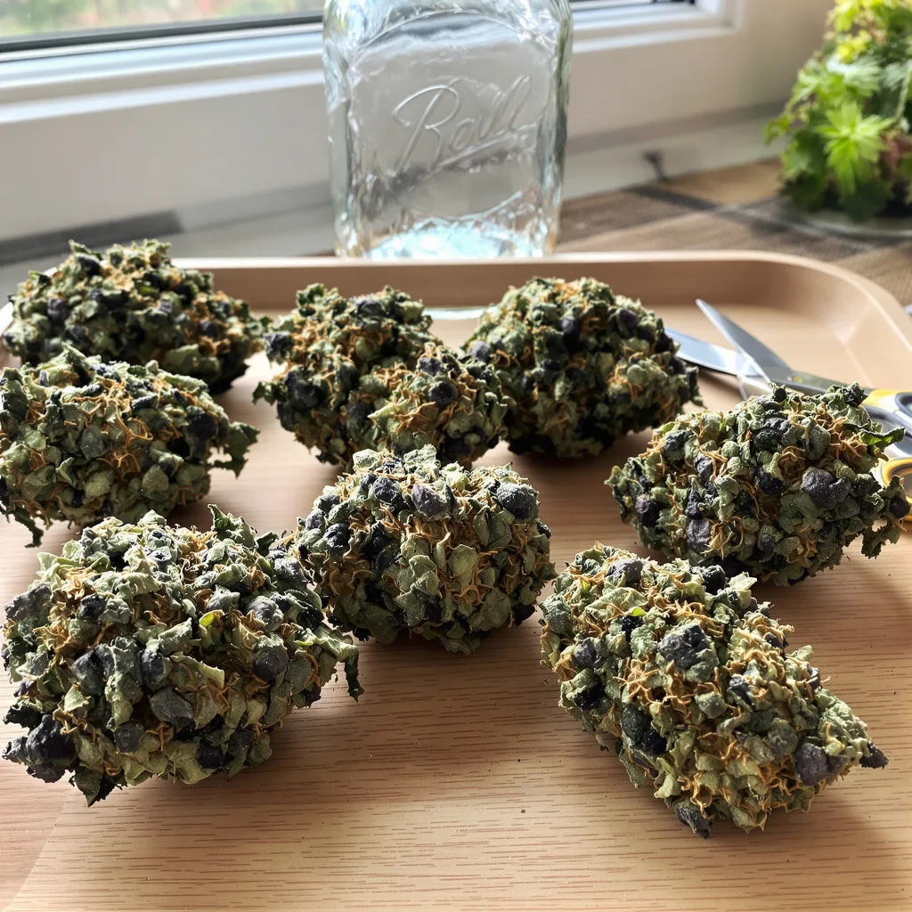 Forbidden Fruit 70% Indica / 30% Sativa — Blüte mit sichtbaren Trichomen