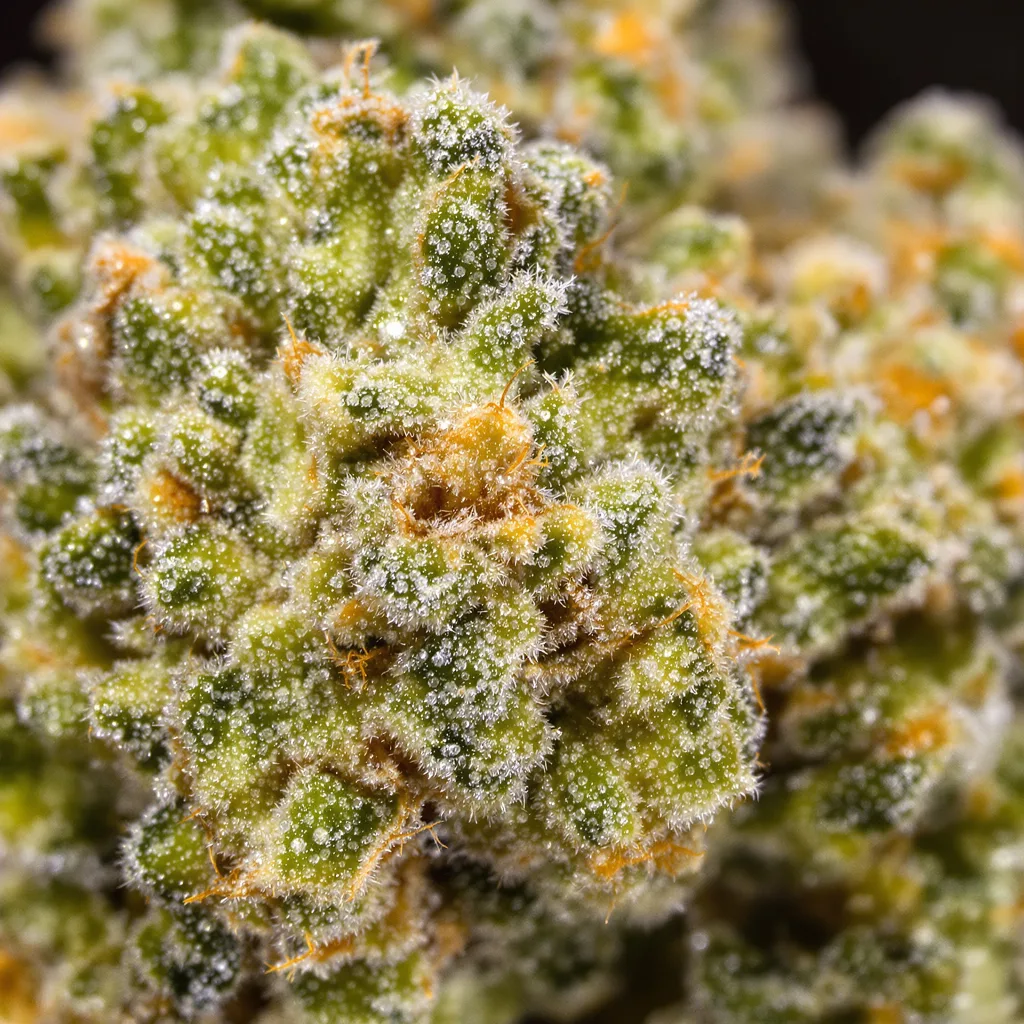 Fortune Cookies Cannabispflanze in der Blütephase — 150-200 cm feminisiert