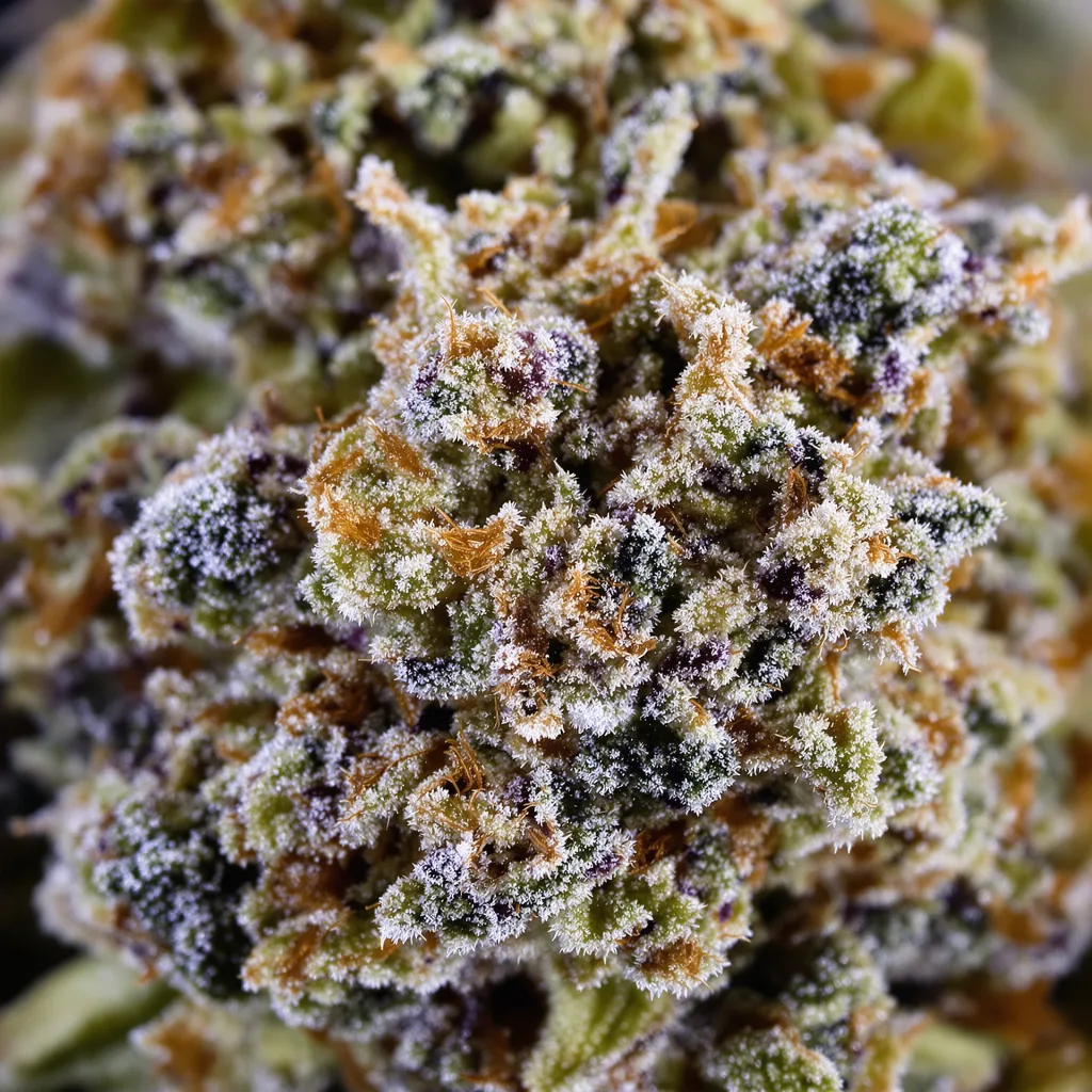 Four Star General Cannabispflanze in der Blütephase — 120-180 cm feminisiert