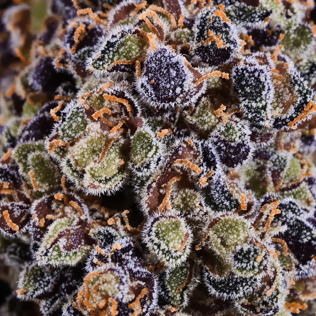 Fruit Cannabispflanze in der Blütephase — 60-100 cm automatisch blühend