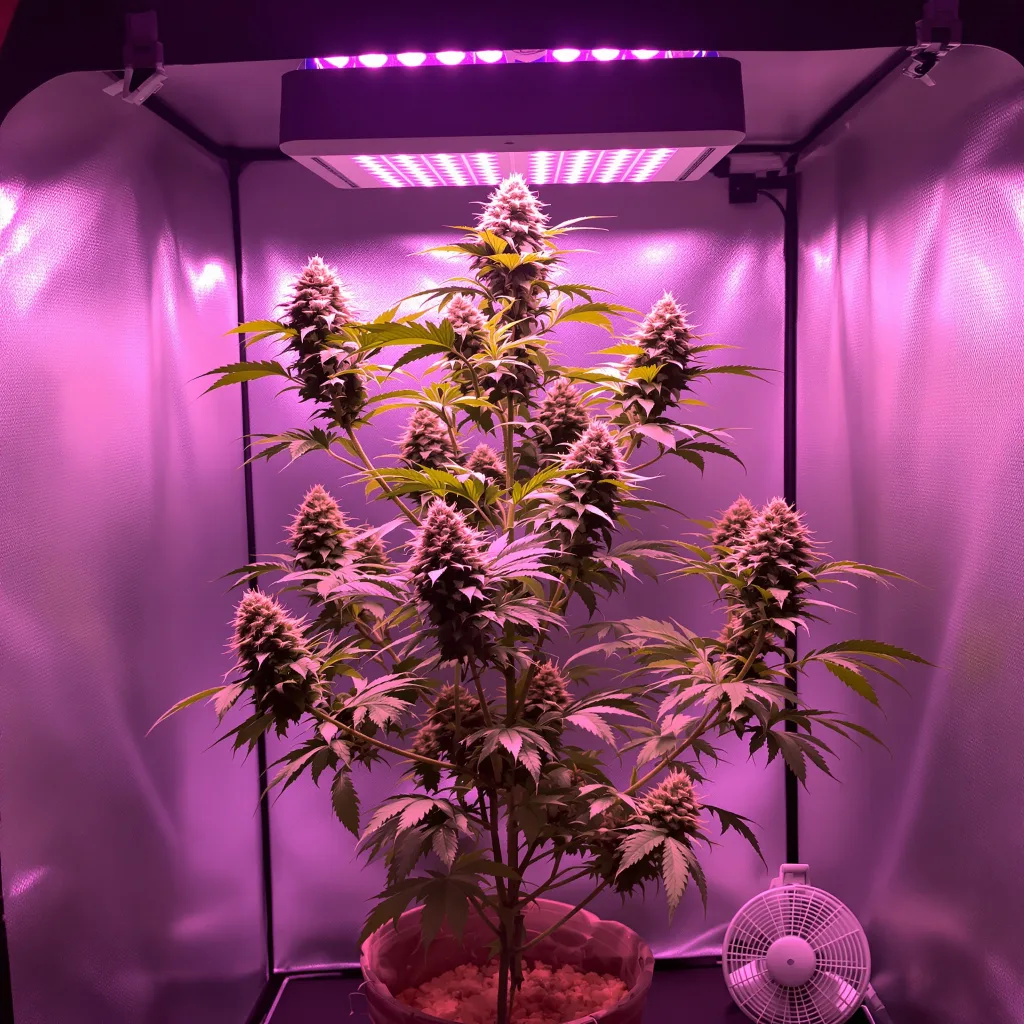 Fruity Pebbles 50% Indica / 50% Sativa — Blüte mit sichtbaren Trichomen