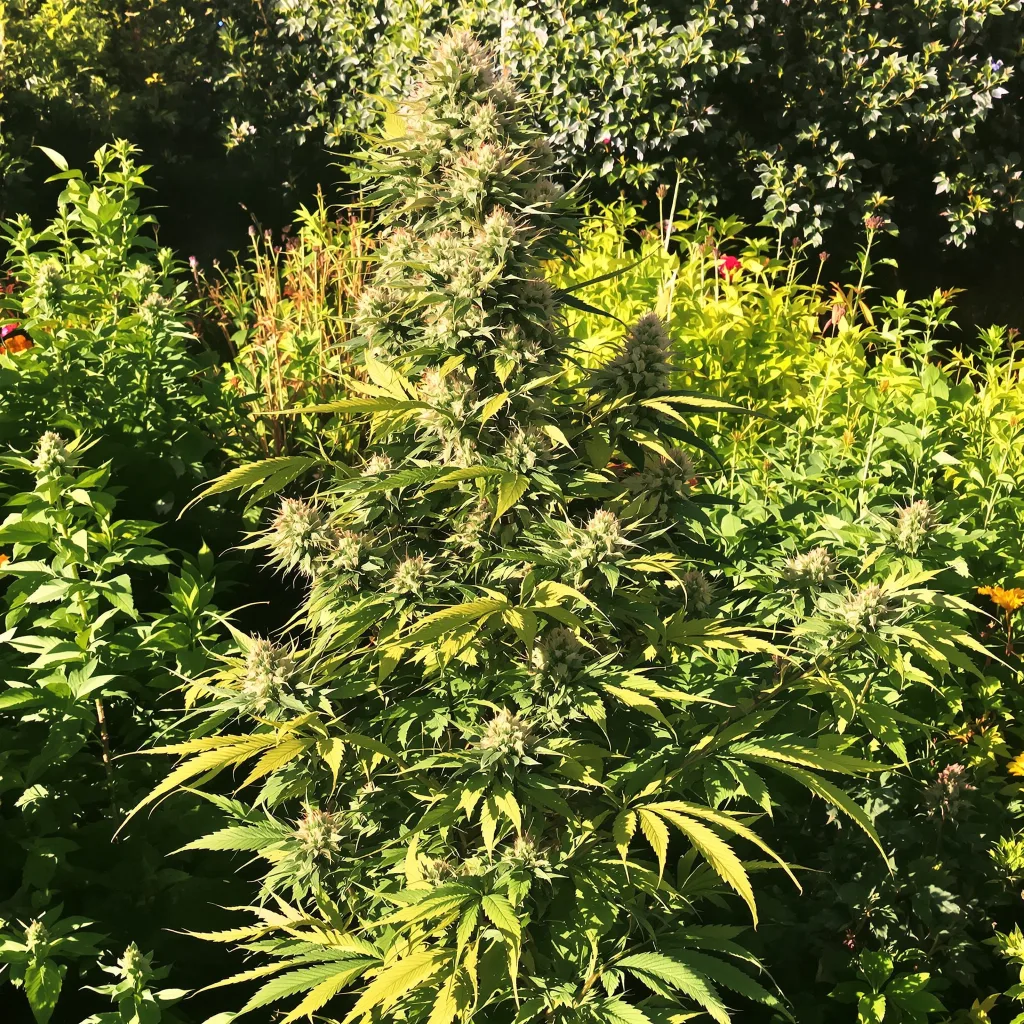 Fruity Pebbles 50% Indica / 50% Sativa — Blüte mit sichtbaren Trichomen