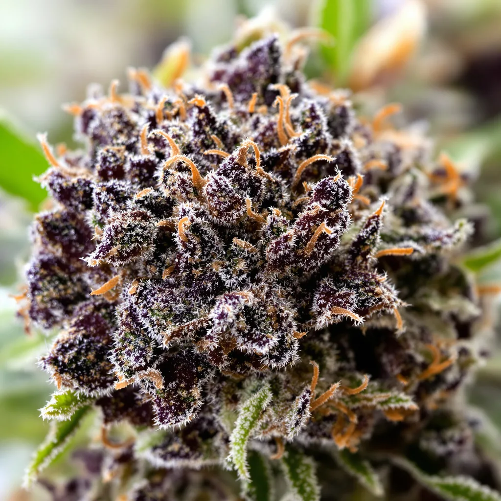 Fruitylicious Cannabispflanze in der Blütephase — 60-100 cm automatisch blühend