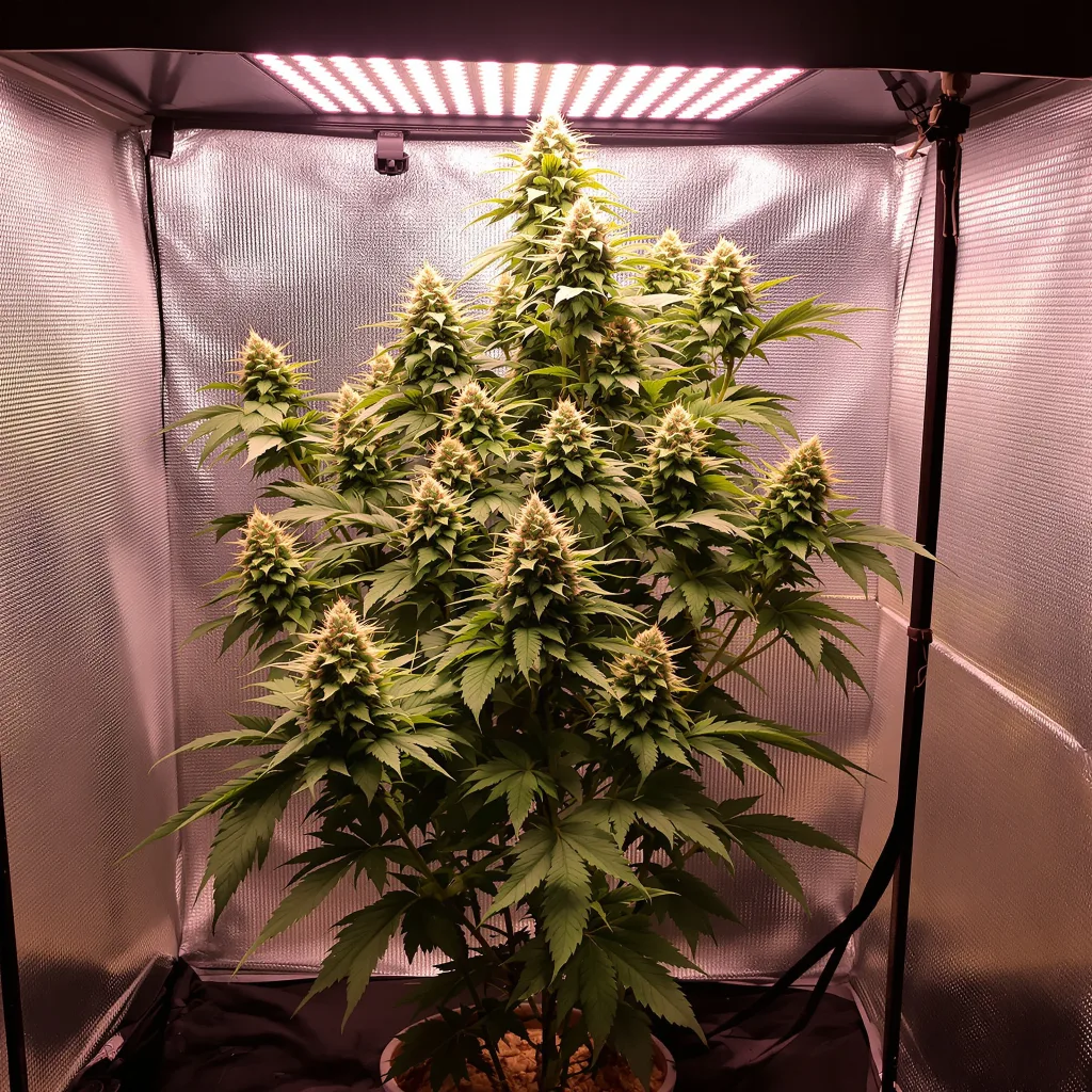 G.O.A.T Mixpack 45% Indica / 55% Sativa — Blüte mit sichtbaren Trichomen