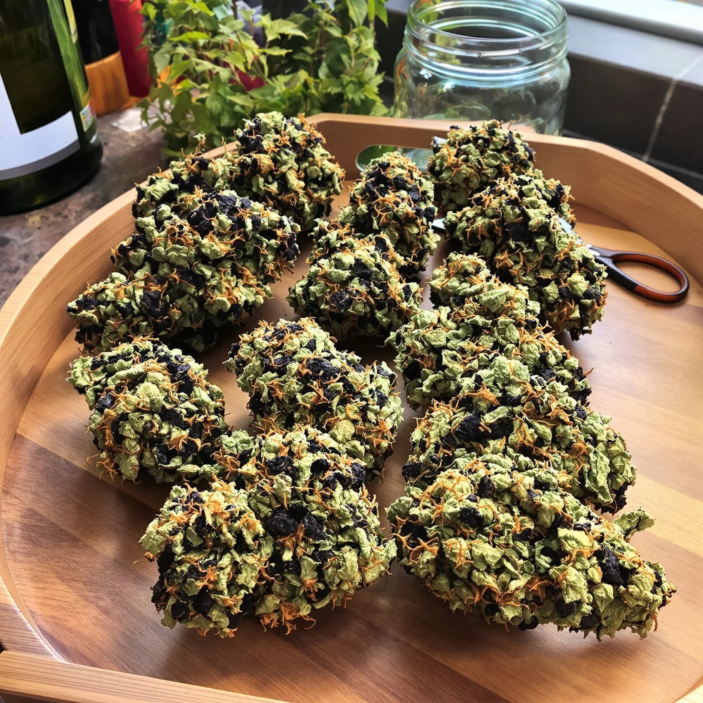 G13 85% Indica / 15% Sativa — Blüte mit sichtbaren Trichomen