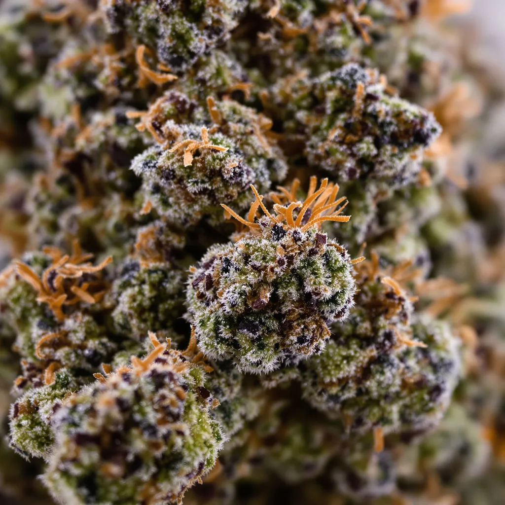 G13 Cannabispflanze in der Blütephase — 90-130 cm feminisiert