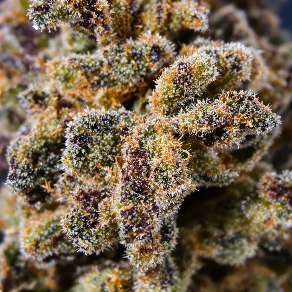 G13 Widow Cannabispflanze in der Blütephase — 60-100 cm automatisch blühend