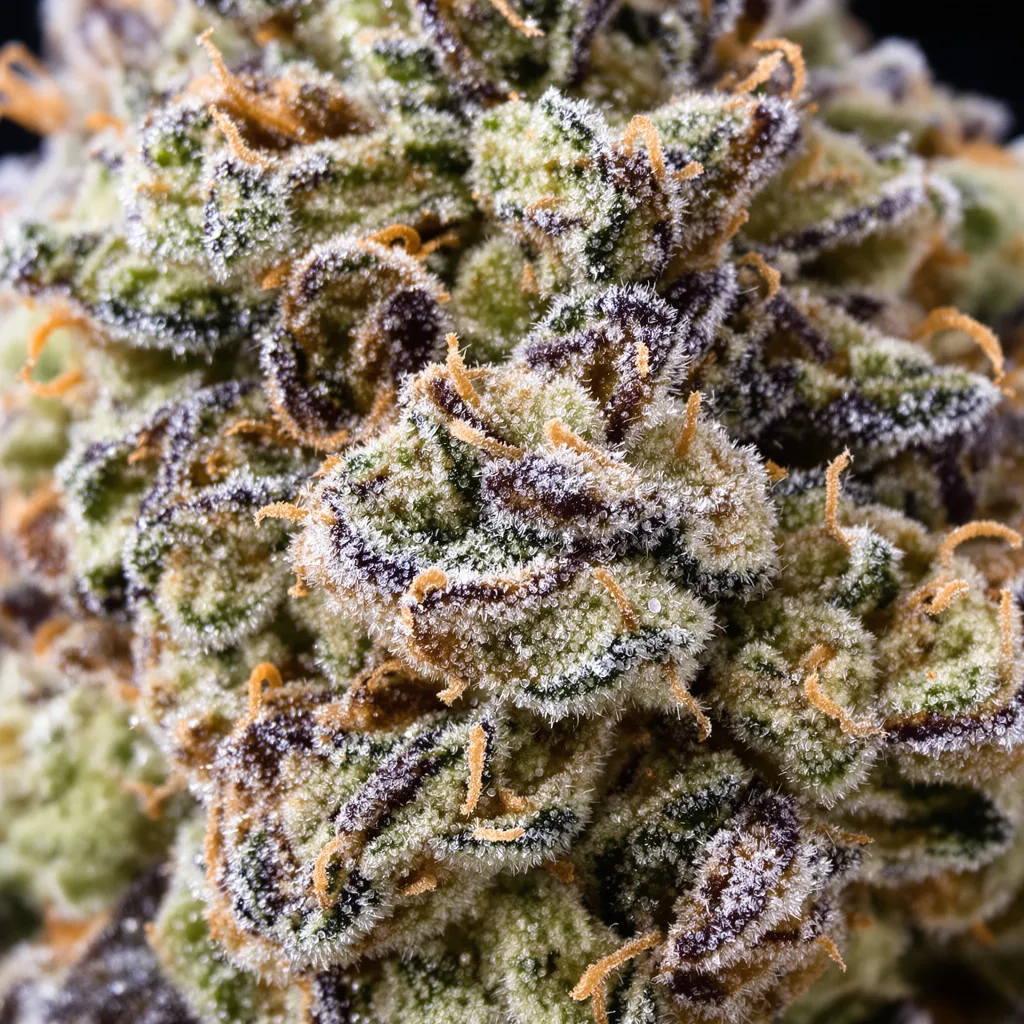 Gobbstopper Cannabispflanze in der Blütephase — 120-180 cm feminisiert