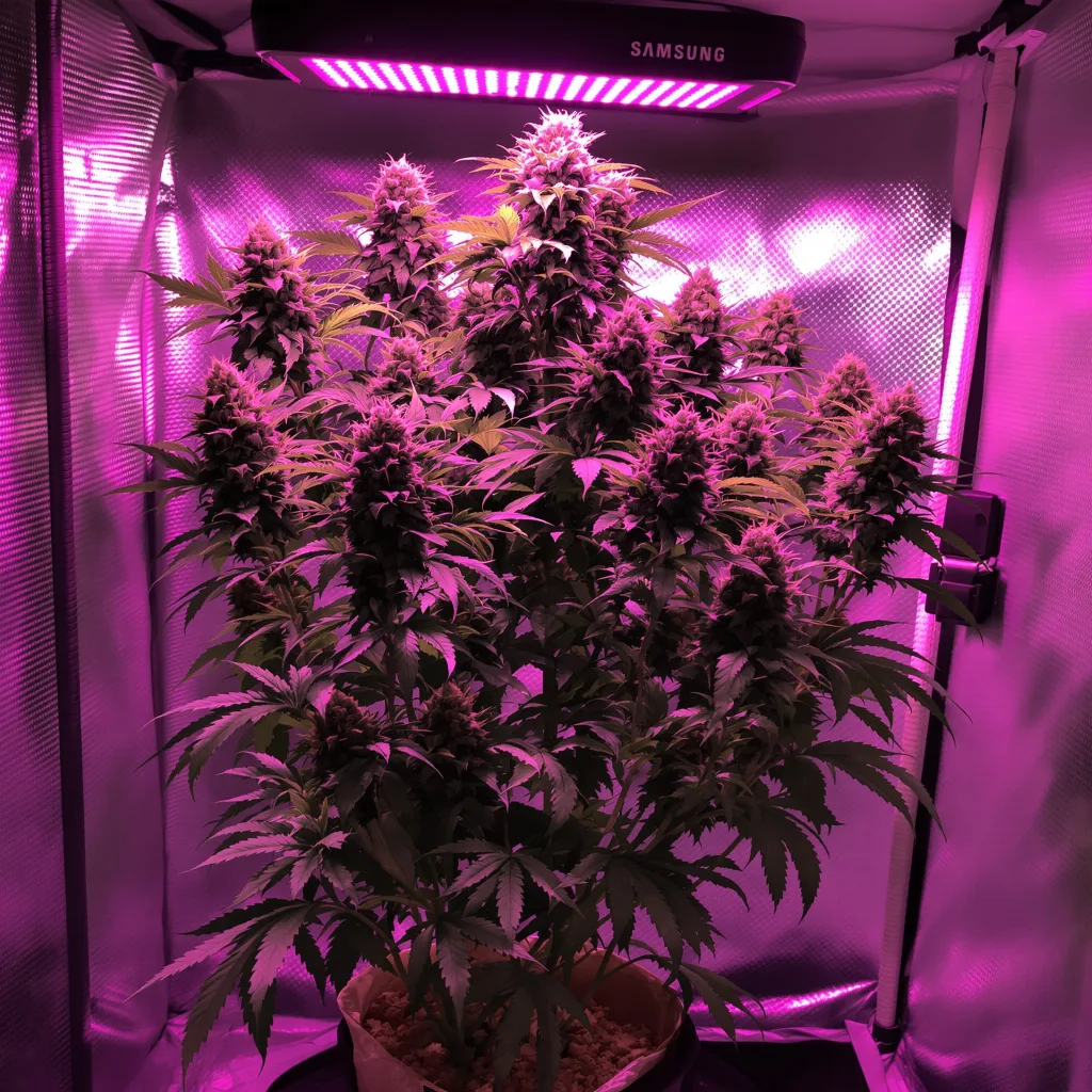 God's Green Crack 50% Indica / 40% Sativa — Blüte mit sichtbaren Trichomen