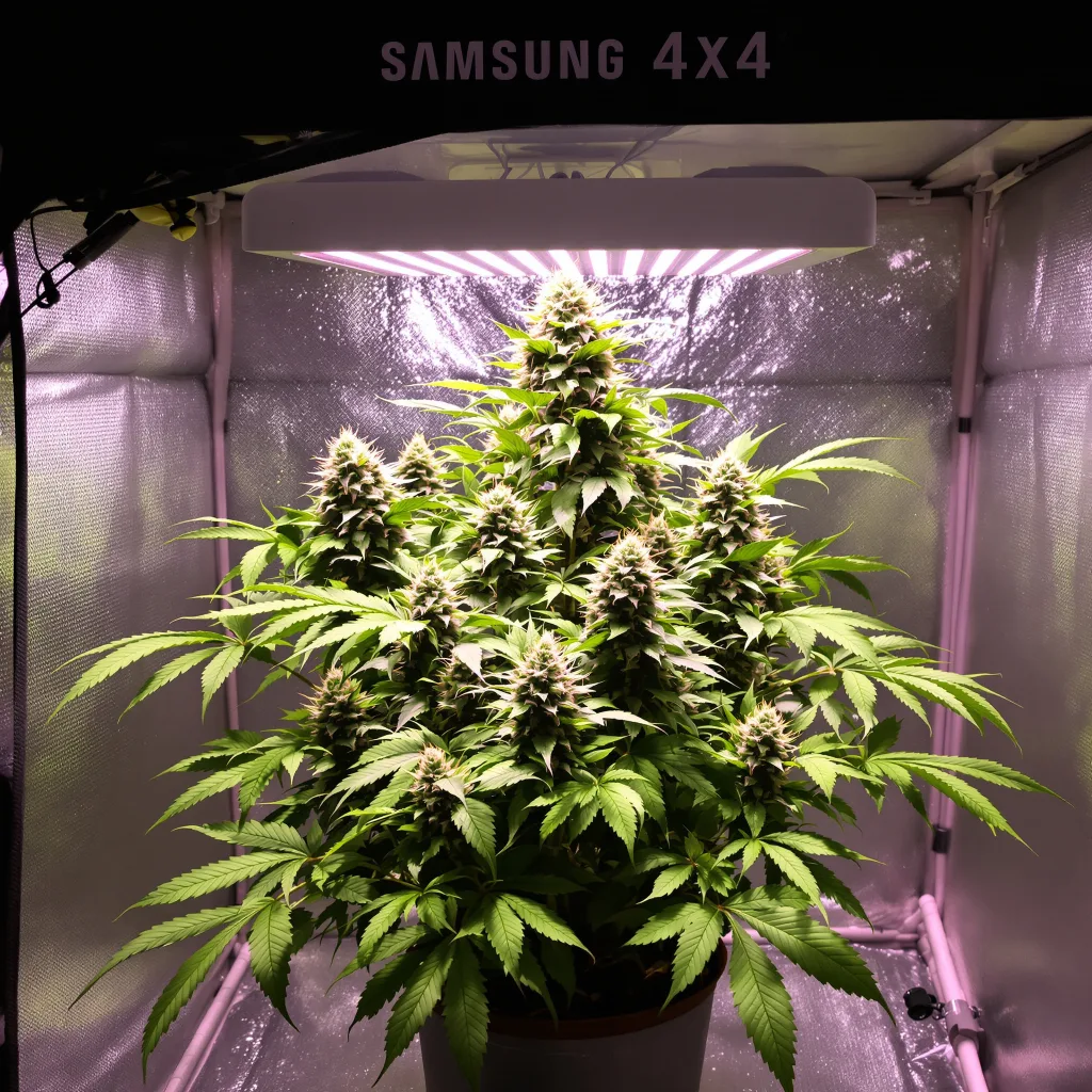 Godzilla 70% Indica / 30% Sativa — Blüte mit sichtbaren Trichomen