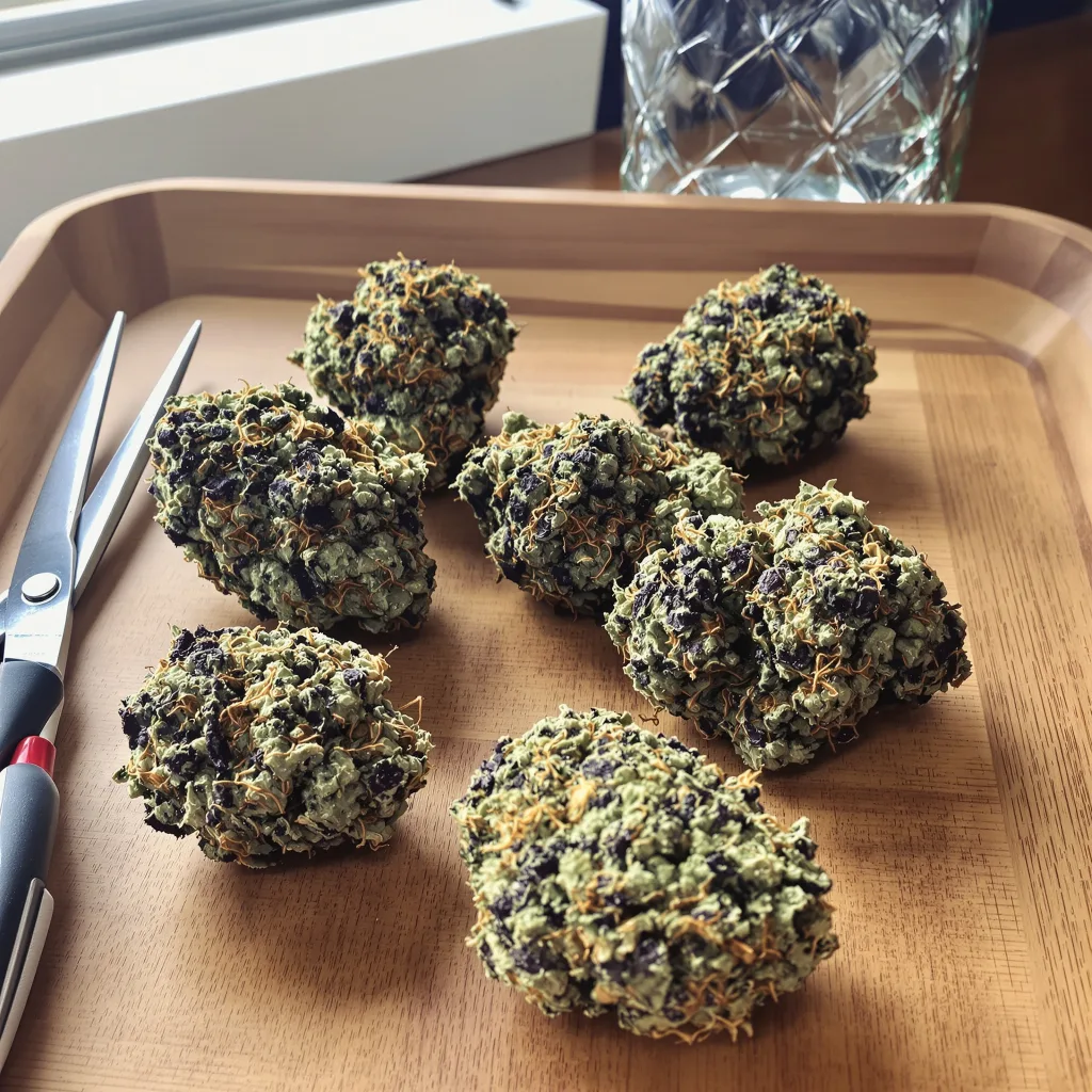 Gorilla Biscuit 67% Indica / 33% Sativa — Blüte mit sichtbaren Trichomen