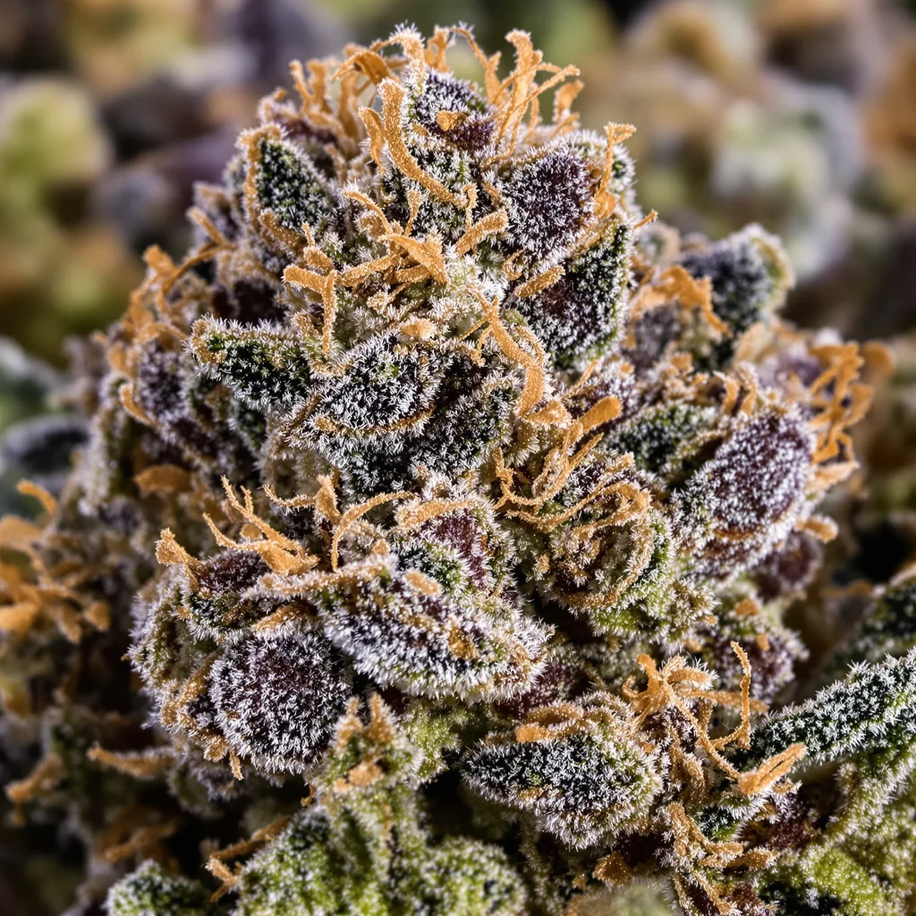 Gorilla Biscuit Cannabispflanze in der Blütephase — 90-130 cm feminisiert