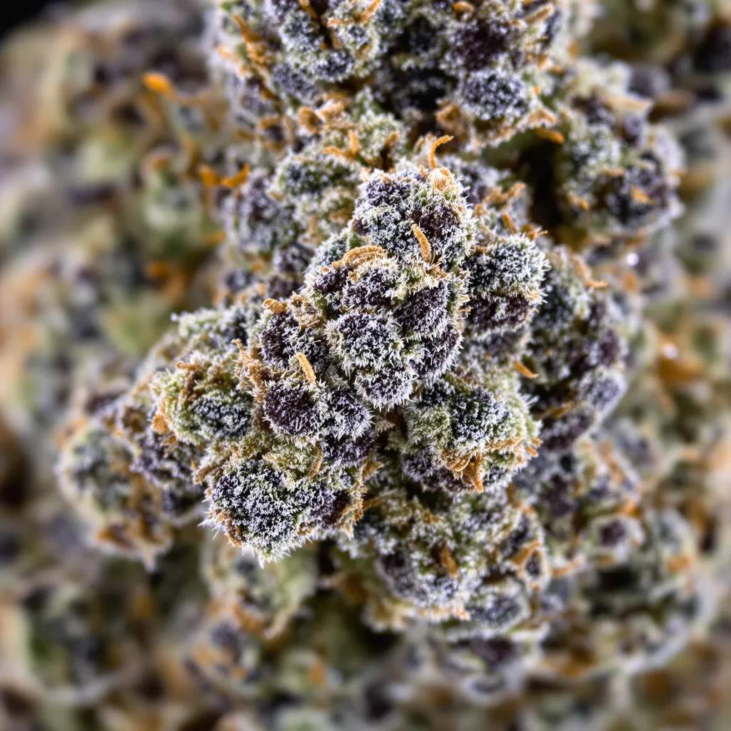 Gorilla Cookies Cannabispflanze in der Blütephase — 60-100 cm automatisch blühend
