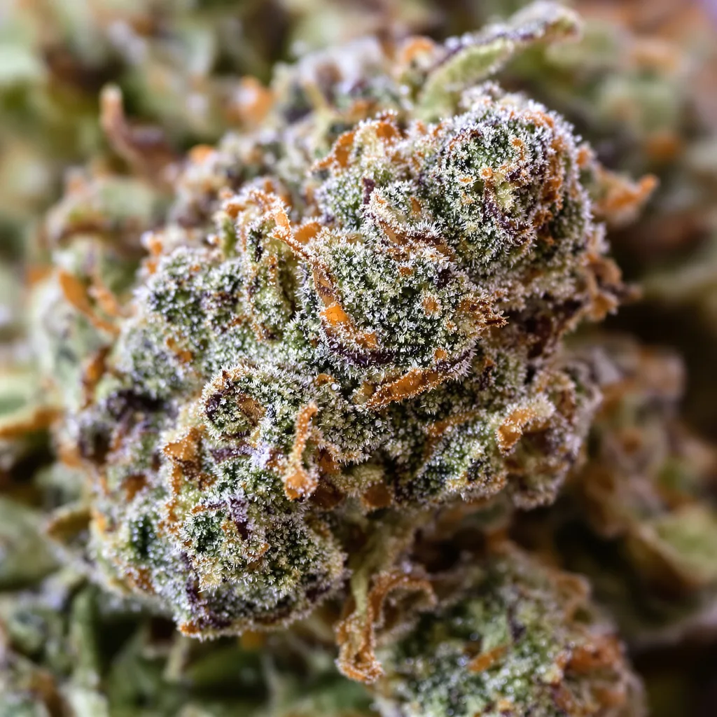 Gorilla Glue #4 Cannabispflanze in der Blütephase — 60-100 cm automatisch blühend