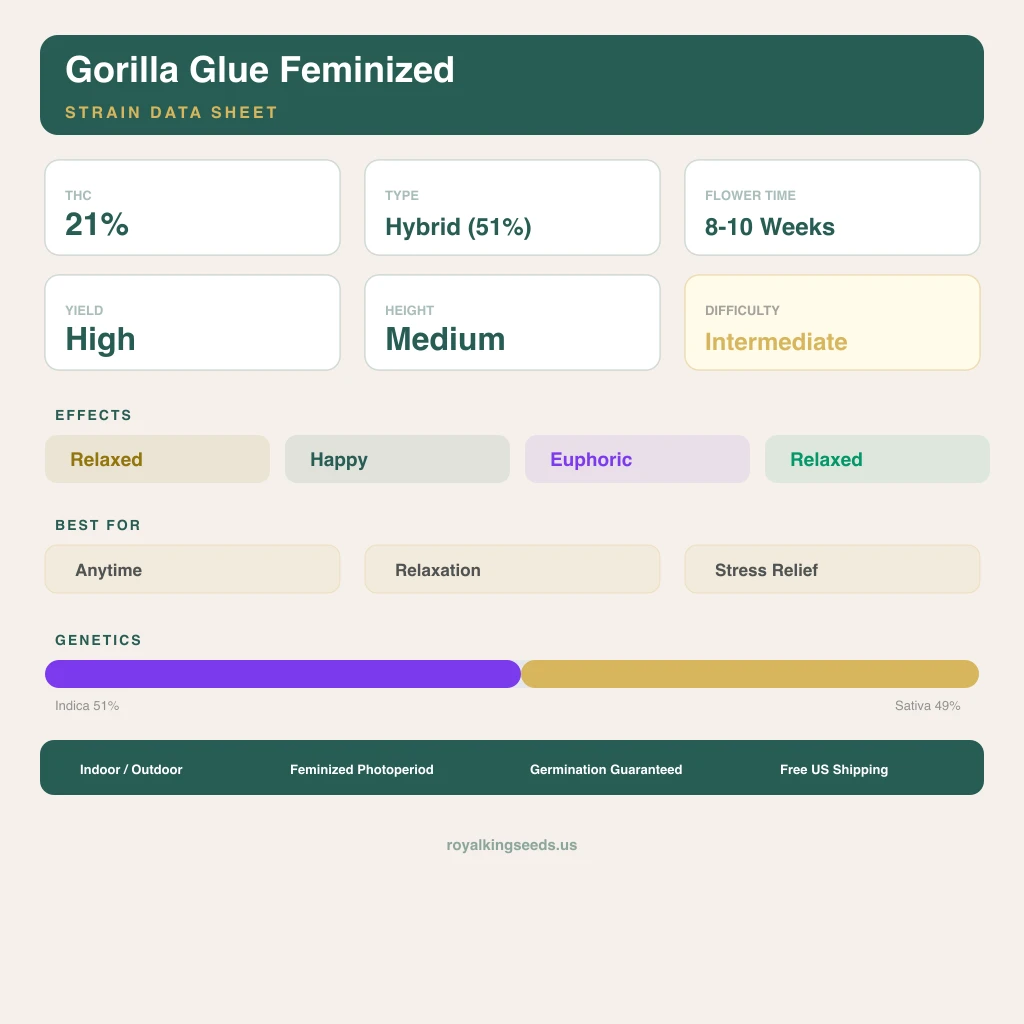 Gorilla Glue 51% Indica / 49% Sativa — Blüte mit sichtbaren Trichomen
