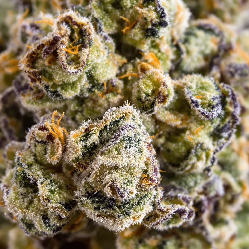 Gorilla Nut Cannabispflanze in der Blütephase — 120-180 cm feminisiert
