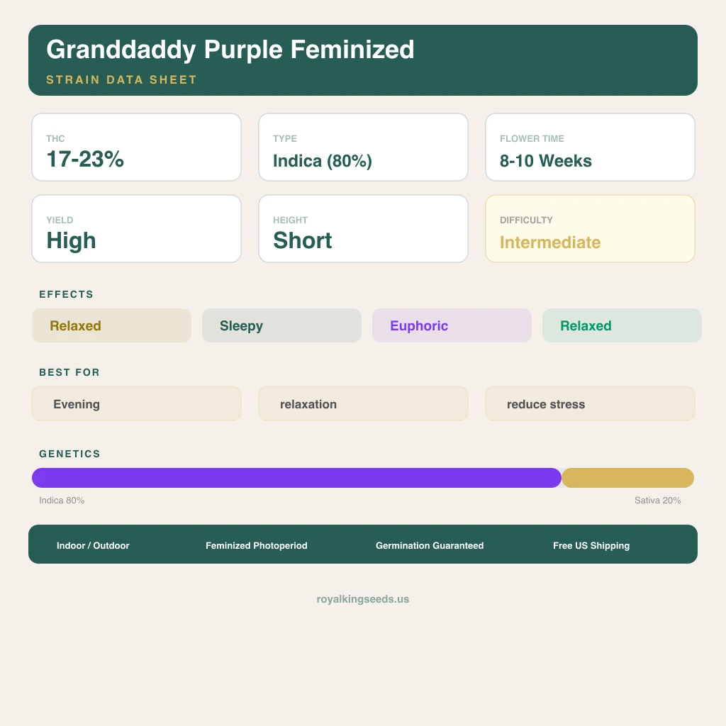 Granddaddy Purple 80% Indica / 20% Sativa — Blüte mit sichtbaren Trichomen