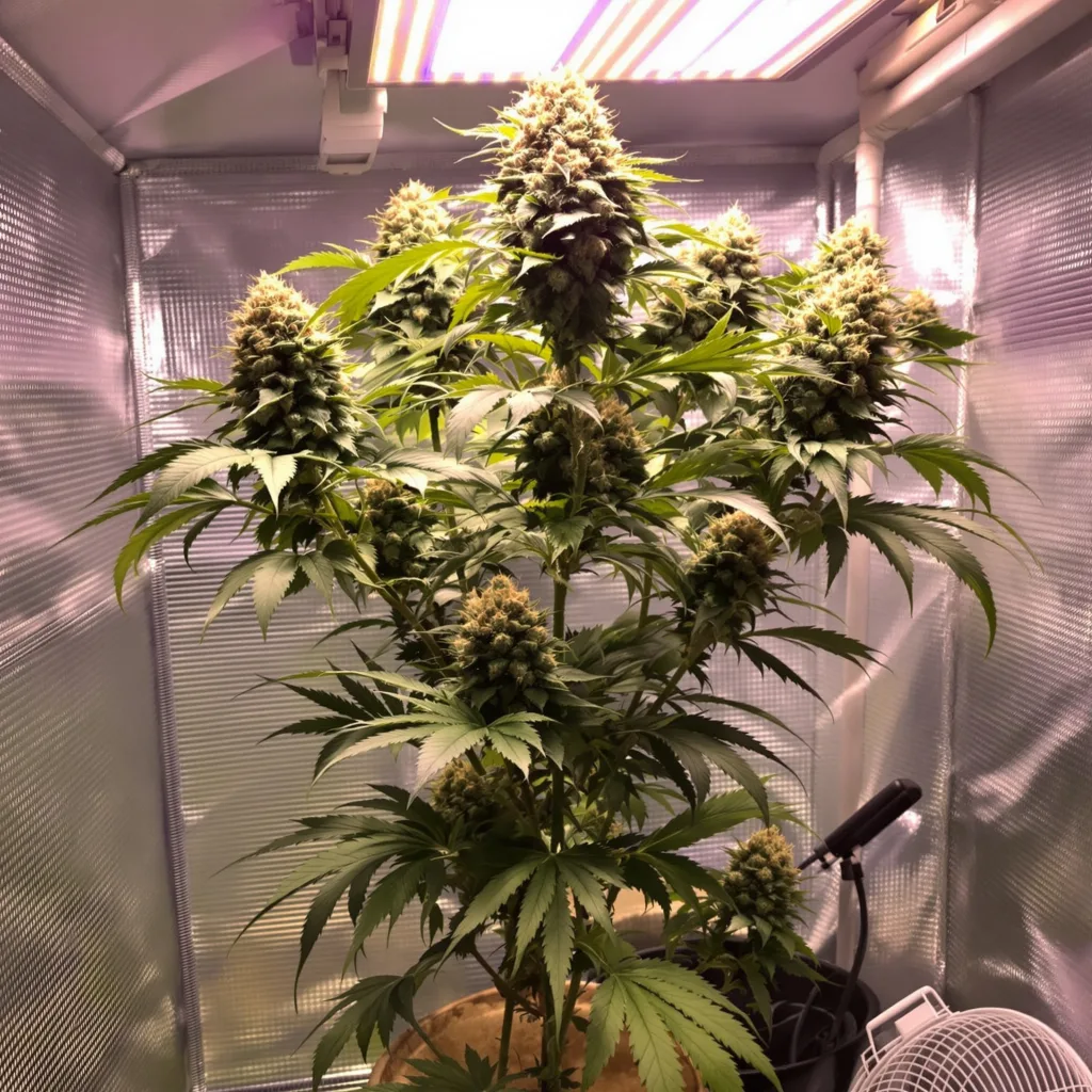 Grandmas Sugar Cookies 58% Indica / 42% Sativa — Blüte mit sichtbaren Trichomen