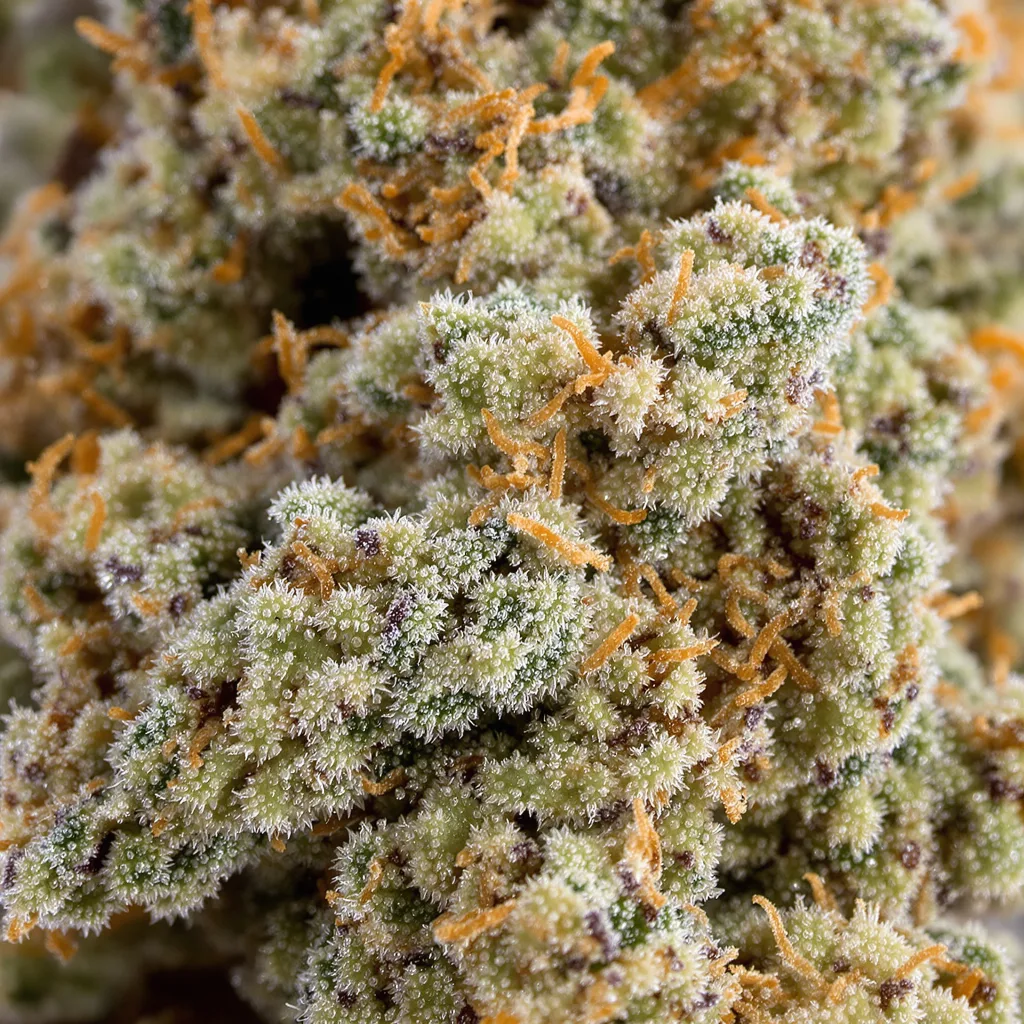 Grandmas Sugar Cookies Cannabispflanze in der Blütephase — 120-180 cm feminisiert