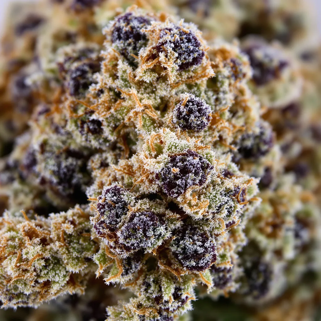 Grape Soda Cannabispflanze in der Blütephase — 60-100 cm automatisch blühend