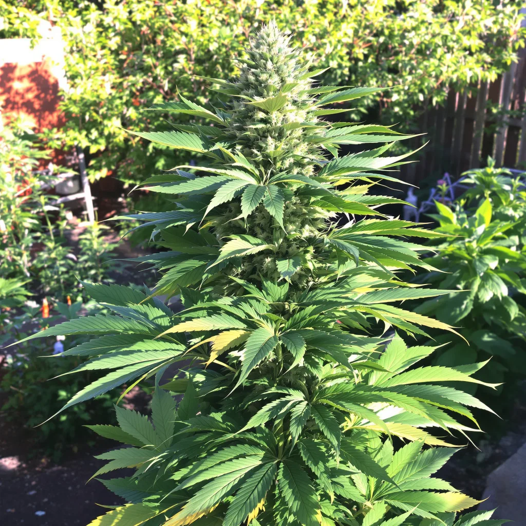 Grape Soda 81% Indica / 19% Sativa — Blüte mit sichtbaren Trichomen