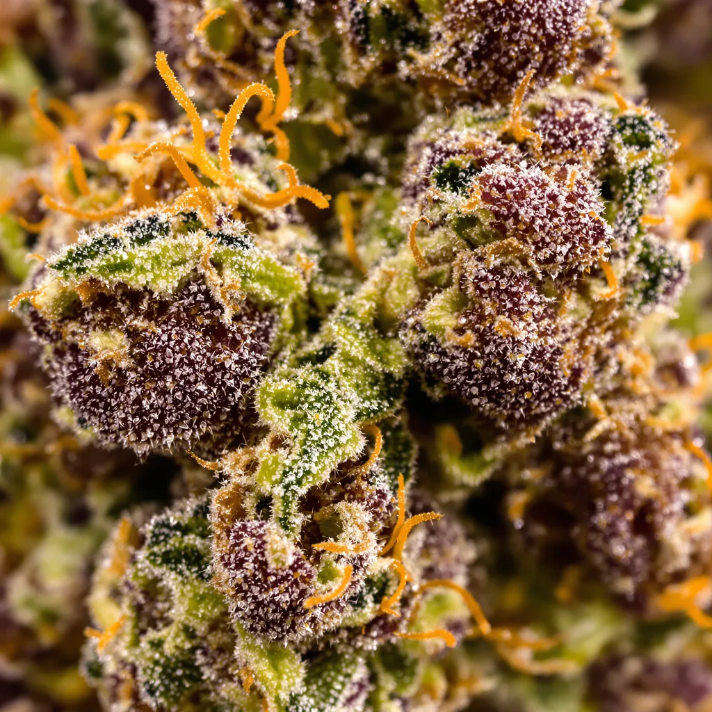 Grape Stomper Cannabispflanze in der Blütephase — 90-130 cm feminisiert
