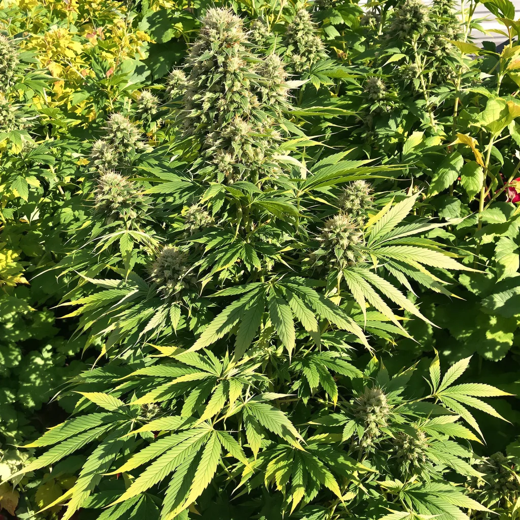 Grape Stomper 75% Indica / 25% Sativa — Blüte mit sichtbaren Trichomen