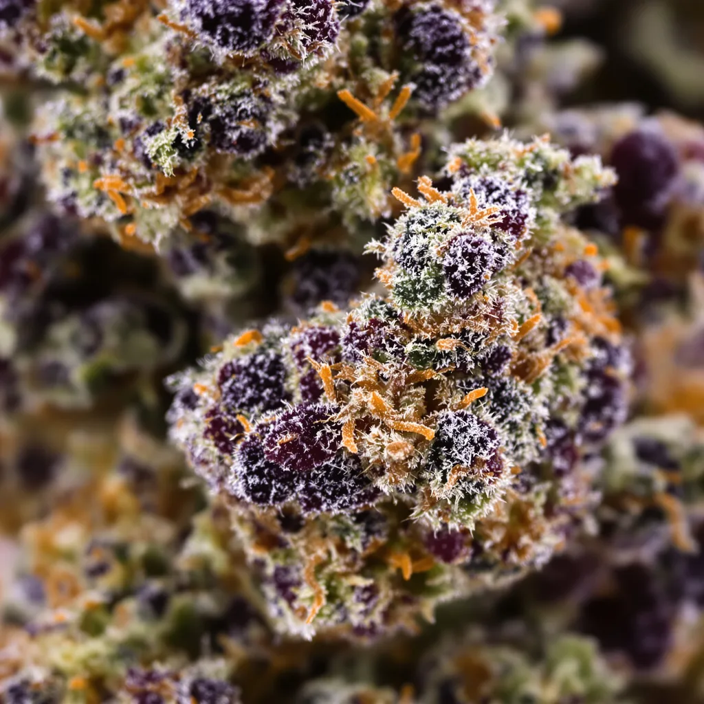 Grape Valley Kush Cannabispflanze in der Blütephase — 90-130 cm feminisiert